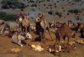 `Oman . Scorcio della regione montuosa di Dhufar.De Agostini Picture Library/C. Sappa